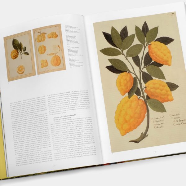 J. C. Volkamer: The Book of Citrus Fruits by Iris Lauterbach XXL Taschen Book on Sale - Image 3